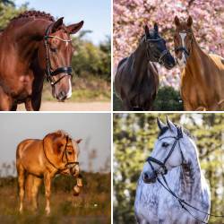 Klassische Portraits vom Pferd