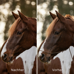 Fotografenhalfer